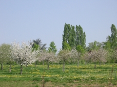 pommiers fleurs cidre pommes