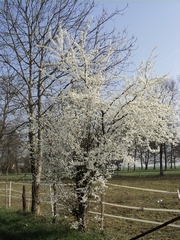 arbuste fleurs blanches