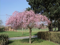 arbre rose fleuri